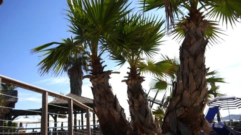 Coast with palm trees Stock Footage 80024702