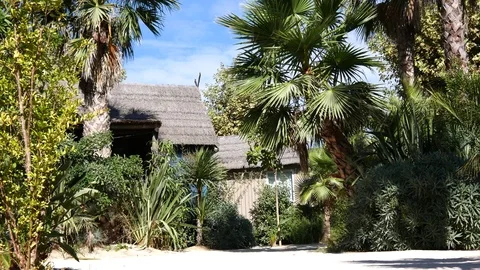 Coast with palm trees Stock Footage 80024990