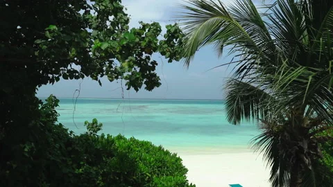 Coast with palm trees, white sand and turquoise ocean. Stock Footage 238478091