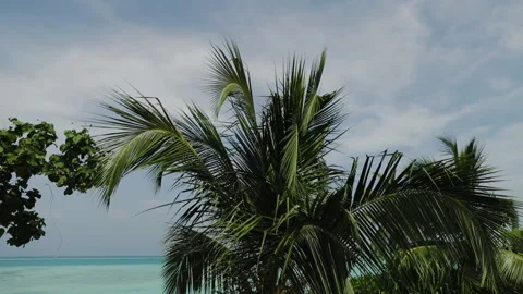 Coast with palm trees, white sand and turquoise ocean. Stock Footage 238478223