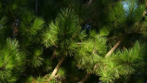 Coast pine Stock Footage 164921148