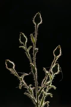 Coast Tarweed Stock Photos