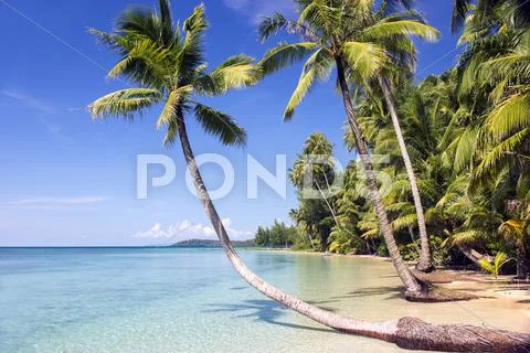 Coast Of The Tropical Island With Palm Trees