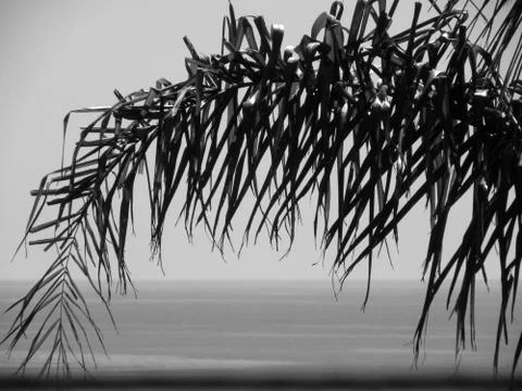 Coast view with palm 스톡 사진