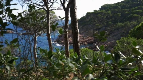Coast view parallax shot between branches Stock-Footage 119871536