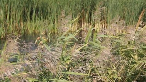 Coastal aquatic plants Stock Footage 83034199