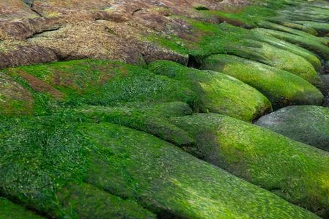 Coastal background texture of algae on rocks at low tide of sea Stock Photos