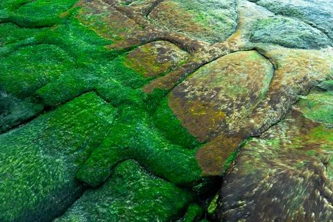 Coastal background texture of algae on rocks at low tide of sea Stock Photos