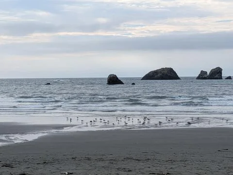 Coastal beach where small stream meets Pacific Ocean, flocks of tiny shorebirds Stockfoto's