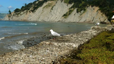 Coastal Bird on Beach Wall Stock Footage 250141940