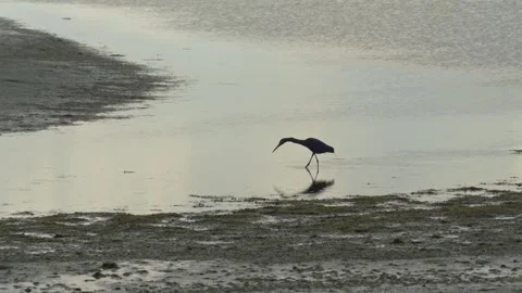 Coastal Bird Forage on Tranquil Beach Wetland and Mud, Ilha do Mel 스톡 동영상 336454990