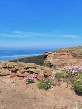 Coastal Bloom Stock Photos