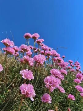 Coastal Blush Stock Photos