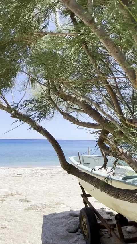 Coastal Boat on Trailer with Windy Pine Branches Stock Footage 336964895