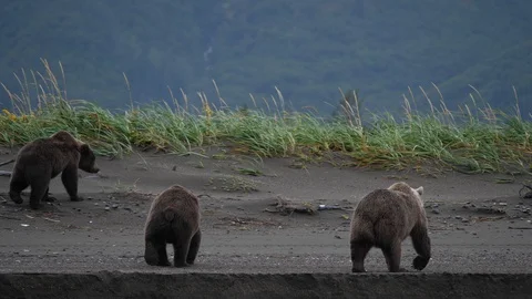 Coastal Bown Bears walking. Stock Footage 128586987