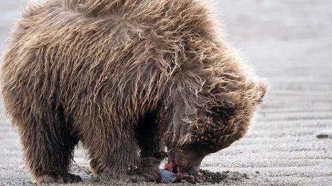 Coastal brown bear cub feeding on a salmon Stock Footage