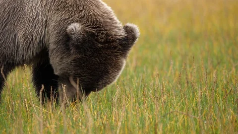 Coastal brown bear feeding. Stock Footage 128416014