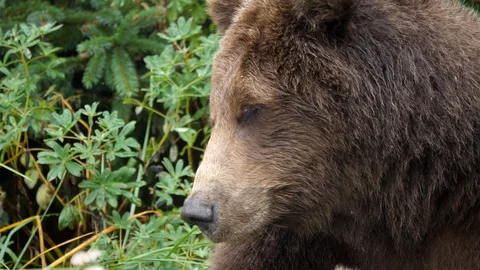 Coastal brown bear portrait. Stock Footage 128568650