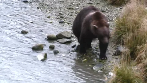 Coastal brown bear walking along shoreline Video stock 170157930
