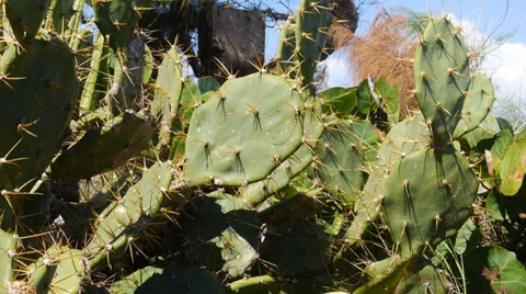 Coastal cactus Stock Footage 33048409