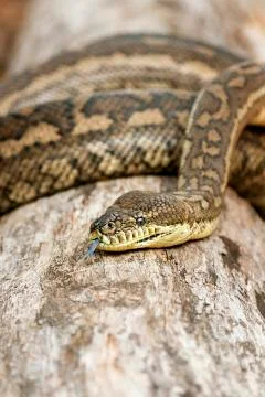 Coastal Carpet Python Photos