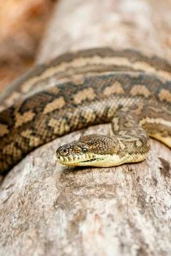 Coastal Carpet Python Stock Photos