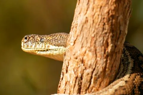 Coastal Carpet Python Foto stock
