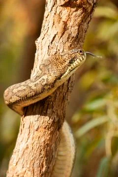 Coastal Carpet Python Stock-Fotos