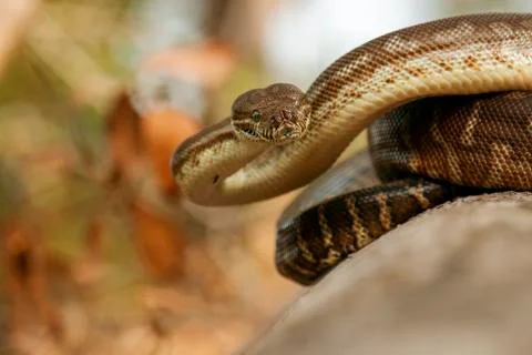 Coastal Carpet Python Foto stock