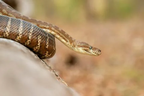 Coastal Carpet Python Stock Photos