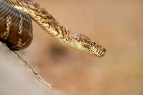 Coastal Carpet Python 写真素材