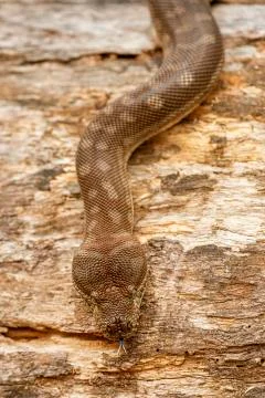 Coastal Carpet Python Stock Photos