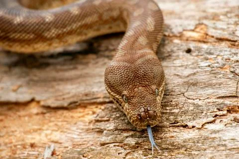 Coastal Carpet Python 스톡 사진