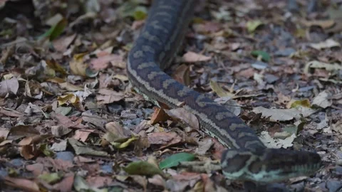 Coastal carpet python snake crawling through dry autumn leaves on forest floo Stockbeeldmateriaal 334365413