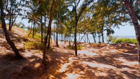 Coastal Casuarina Tree Forest on Sandy Hill with Sunny Shadows Stock Footage 337582954