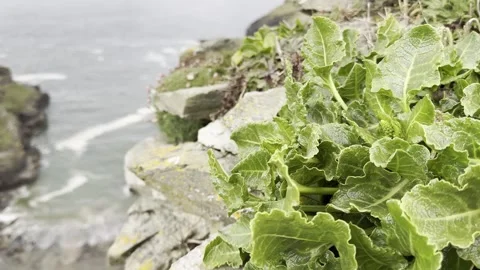 Coastal Cliff Stock Footage 307966595