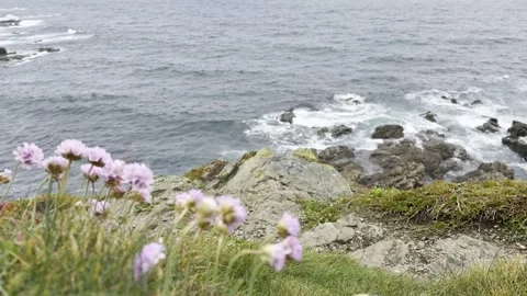 Coastal Cliff Stock Footage 308039208
