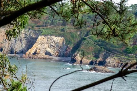 Coastal cliffs with pine branches and rocky shoreline in summer landscape Stock Photos