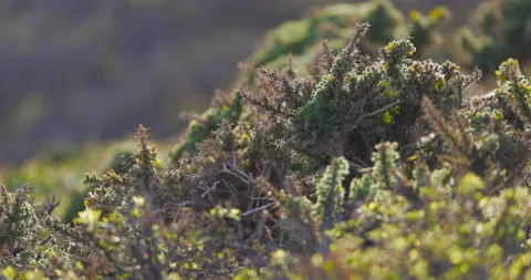 Coastal clifftop scrub, mostly gorse. Cornwall, UK. Stock Footage 155738204