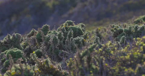 Coastal clifftop scrub, mostly gorse. Cornwall, UK. Stock Footage 155738459