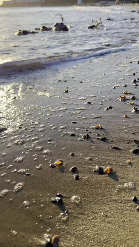 Coastal close-up of shells and stones touched by surf Stock Footage 318713863