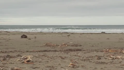 Coastal Debris on Empty Beach - Morro Bay, California Stock Footage 345146550