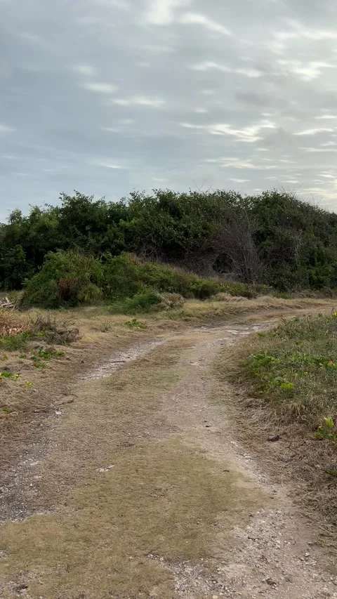 Coastal Dirt Path Through Scrubland at Sunrise, Barbados Stock Footage 337109389