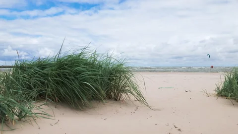 Coastal dune grass blowing in wind on sandy beach Stock Footage 346554331