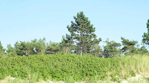 Coastal dune plants Stock Footage 52996918