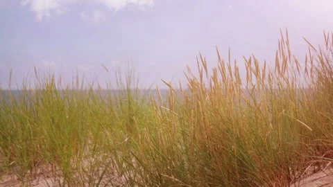 Coastal Dunes Stock Footage 95912720