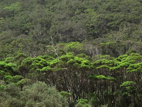 Coastal eucalyptus forest Stock Photos