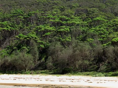 Coastal eucalyptus forest Stock Photos