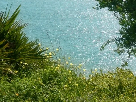 Coastal Flowers Stock Footage 490117