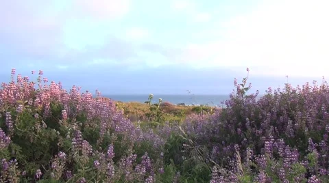 Coastal Flowers Stock Footage 51024168